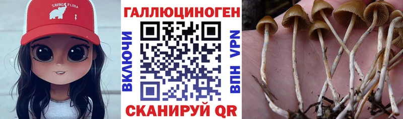 Псилоцибиновые грибы прущие грибы  Купить закладки  Каменногорск 